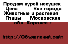 Продам курей несушек › Цена ­ 350 - Все города Животные и растения » Птицы   . Московская обл.,Королев г.